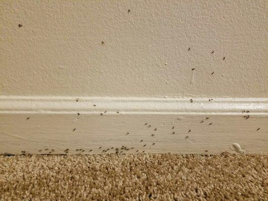 Ants flowing all over the walls. In the dining room