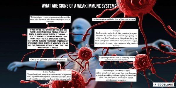 The bodys immune system is like any other system of the body. Each of them have their vital function for the human host.  -- Anthony S.