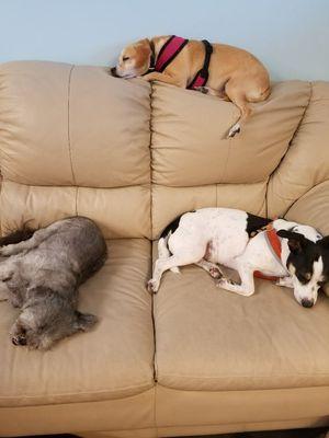 Small dogs taking over one of the couches