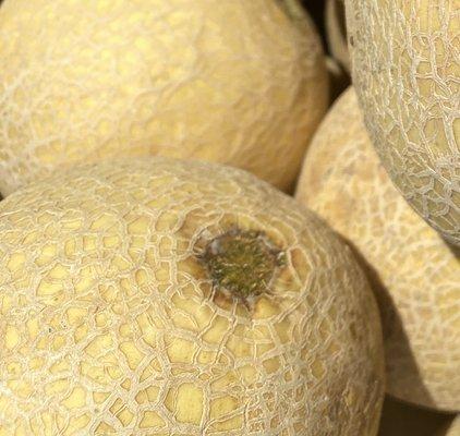 Cantaloupe