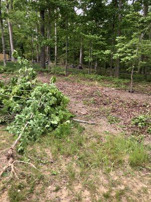 Removed small tree from root clearing area for garden.