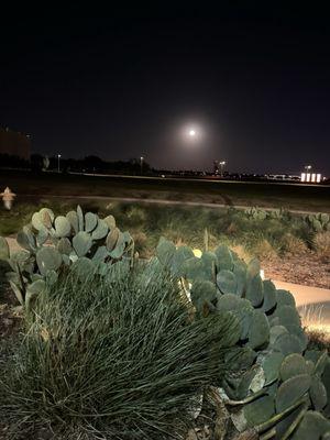 Cactus and the full moon in the back