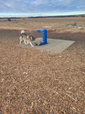 My dog at the park