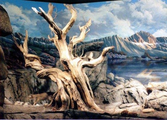 Bristlecone Museum