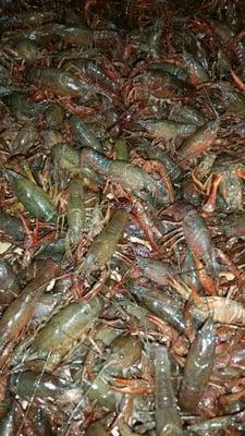 Live crawfish