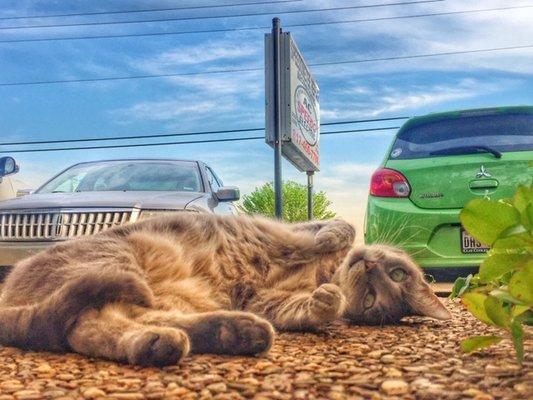 Stormy the shop cat.  Always happy to have you in and keep you company while we fix your car.