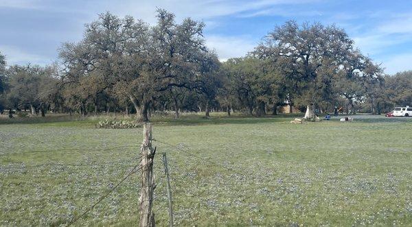 ‍ these bluebonnets will be gone soon!