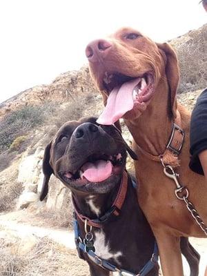 Ruby and Murphy..best friends on a hike at Trump Golf Course