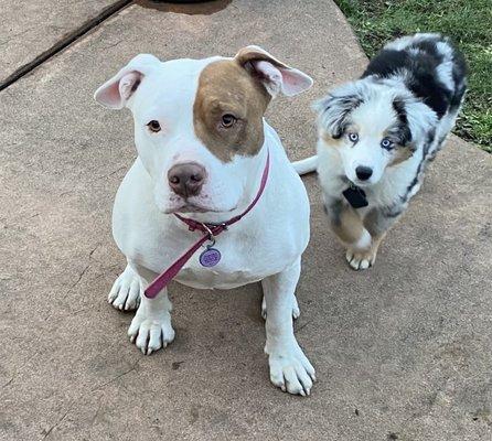 Fur baby patients