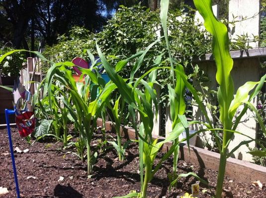 Young summer corn.