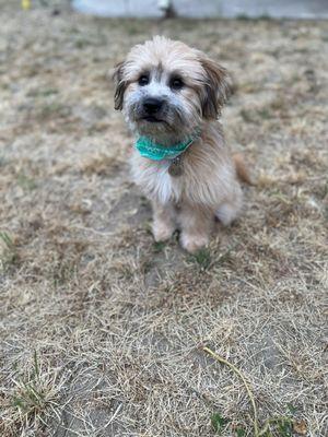 Cleaned up with a bandana