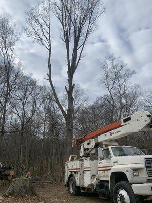 10% off any tree service until January 1st! 1 coupon per address