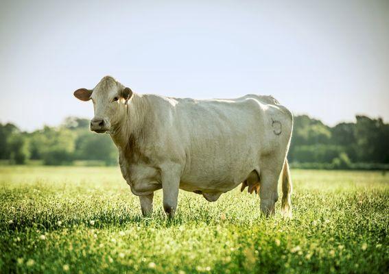 Sarah, The Matron of the CJ Ranch Herd