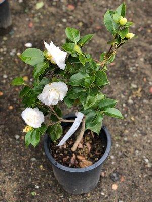 Camellia Japonica Swan Lake