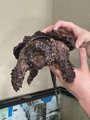 Alligator snapping turtle