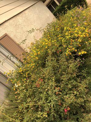 Extremely overgrown flowers and plants that climb the walls and overflow into the walkways.