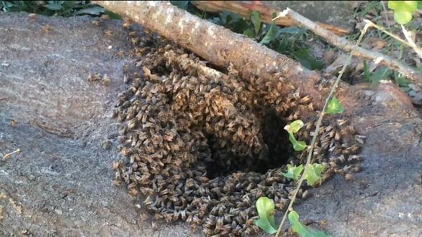 Removal of Bees in Trees