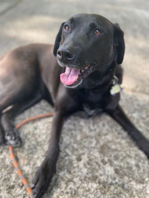 Breezy the black lab shepherd