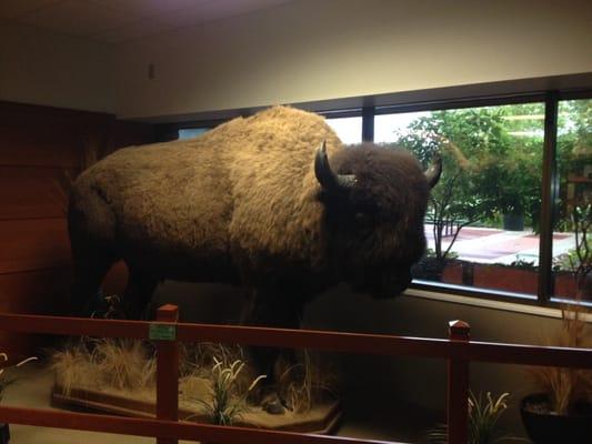 This bison is on display inside Dominos World Headquarters in Ann Arbor, Michigan.