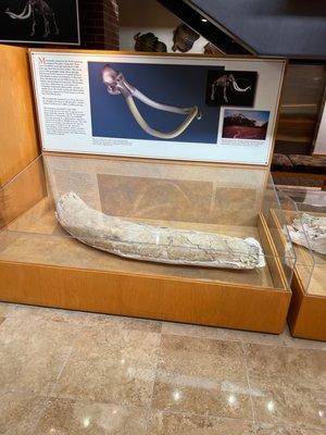 Mammoth tusk