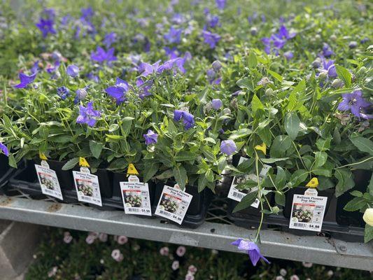 Balloon flowers