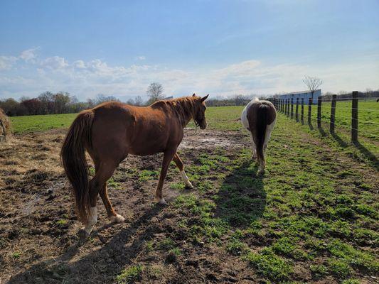 Spaghetti Western wondering why she didn't get a pedicure today and nagging Dakota about it.