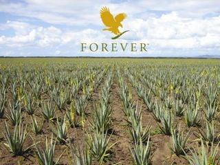 Bednarski's FLP Aloe Vera