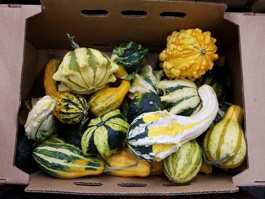 ornamental squash