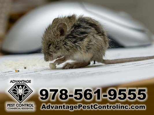 Advantage Pest Control, Inc