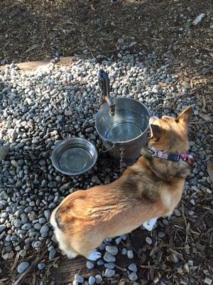 Water bowls