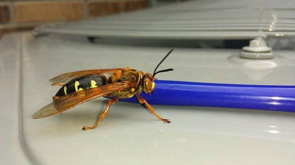 Cicada Killers look mean but they're actually pretty much harmless