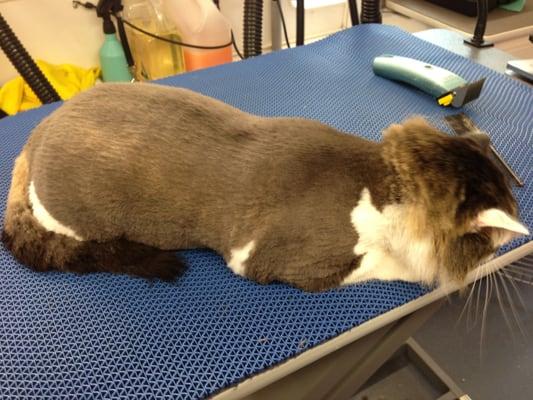 Certified Feline Master Groomers make these wonderful cuts!