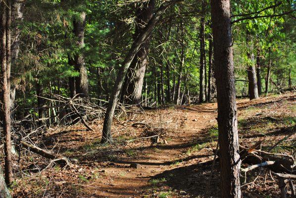 Mountain Laurel Trails