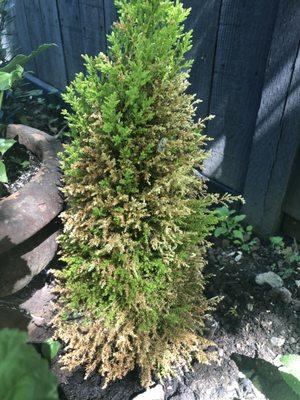 Dying cypress after 2 months