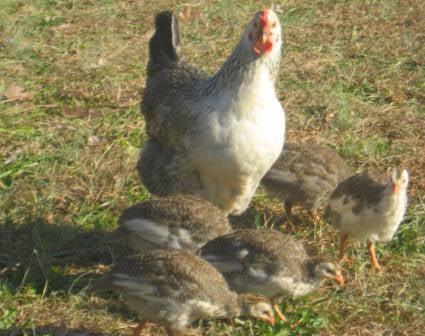 Diamond wasn't able to lay her own eggs - so she's the foster mom of a brood of guineas.  Hilarious to watch!