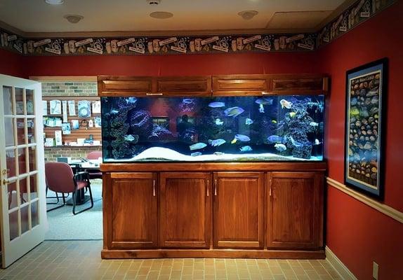 Our beautiful 300 gallon African Cichlid Tank in the main show room.