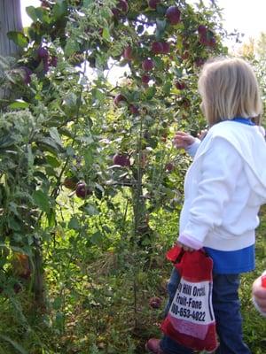 Apple Picking!