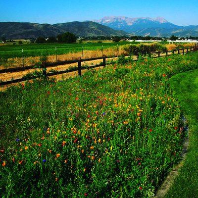 Spring Creek Landscape & Native Nursery