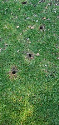 Voles cause a lot of gopher like damage. We get rid of voles and moles, rats, ants, and other bugs around the yard.