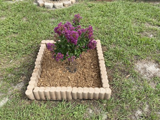 Another Purple Crape Myrtle