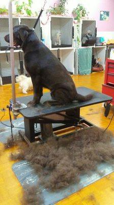 We offer the "Furminator " shedless treatment. This photo shows the hair that was taken from only the left side of this Lab