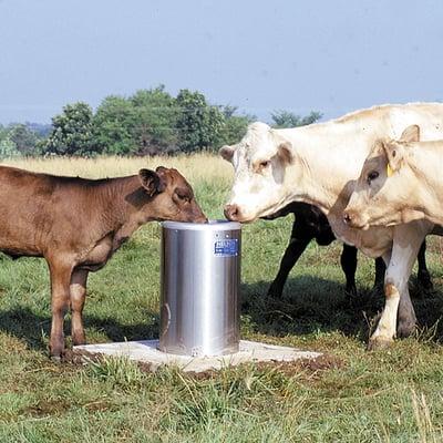 Cattle and a Nelson Automatic Waterer