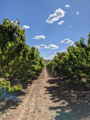 Rows and rows of cherries