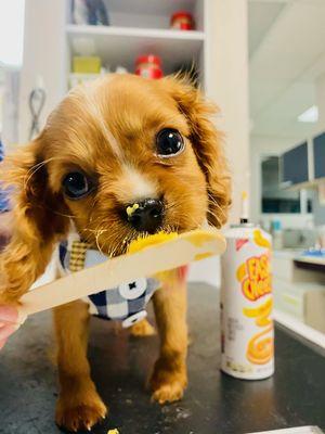 Charlie, enjoying some cheese!