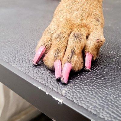 Nail Pawlish