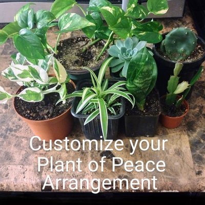 Plants of Peace