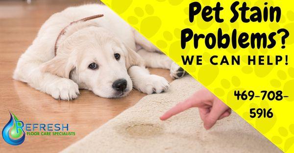 Pet stain and odor removal specialist