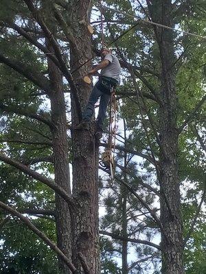 Eric Trimming pine tree up