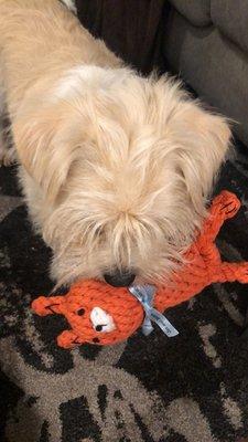 Charlie cannot get enough of the rope toys! (Nearly indestructible!)