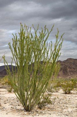 Ocotillo Patch - Joshua Tree National Park